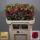 Lysianthus, rot - 1 Stiel